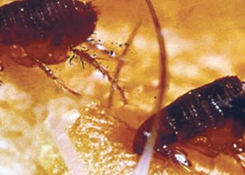 Expert Pest Control Services in Birmingham City Council Area