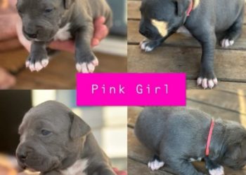 Buying Staffordshire Bull Pups