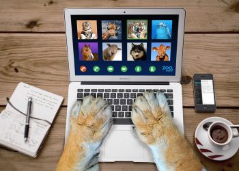 Zoomee Review – Is Zoomee Compatible With Mobile Devices?