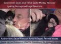 Viral TikTok Spider Monkey