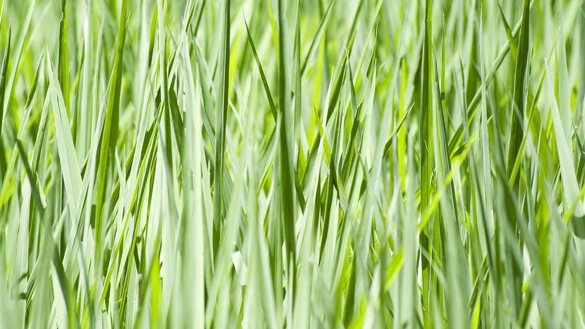Fiji's sugar industry and agriculture, explained