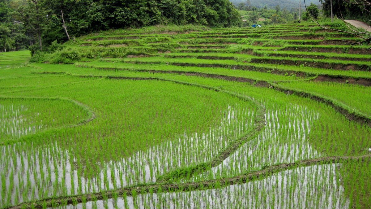Thailand's agriculture and food exports, explained